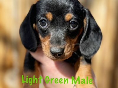 Miniature Dachshund Puppies