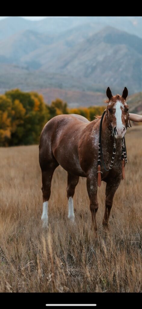 Jr. Rodeo Mare