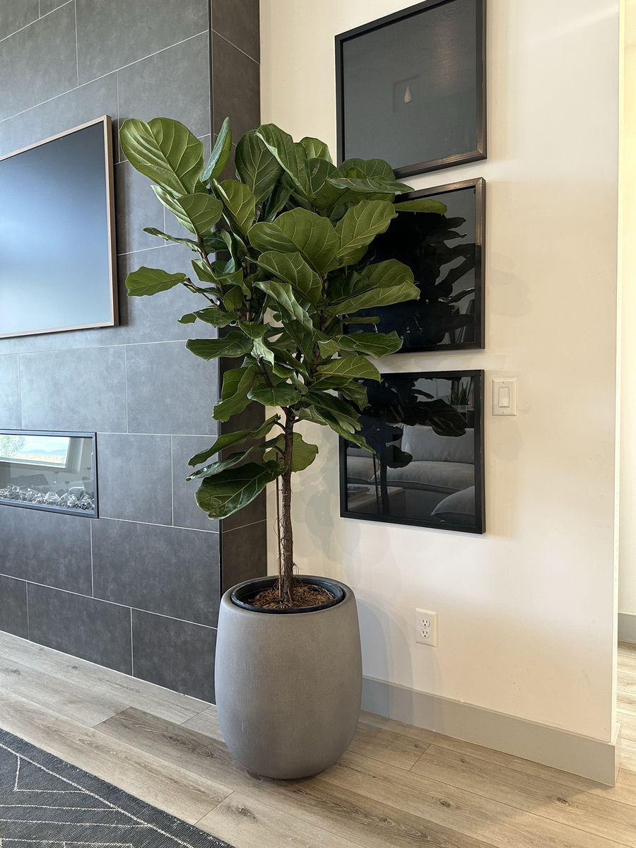 Large Fiddle Leaf Fig Tree + West Elm Pot