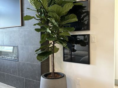 Large Fiddle Leaf Fig Tree + West Elm Pot