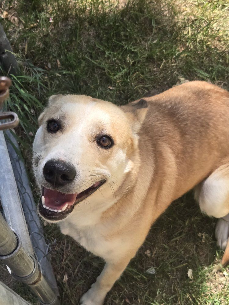 found dog