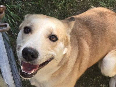 found dog