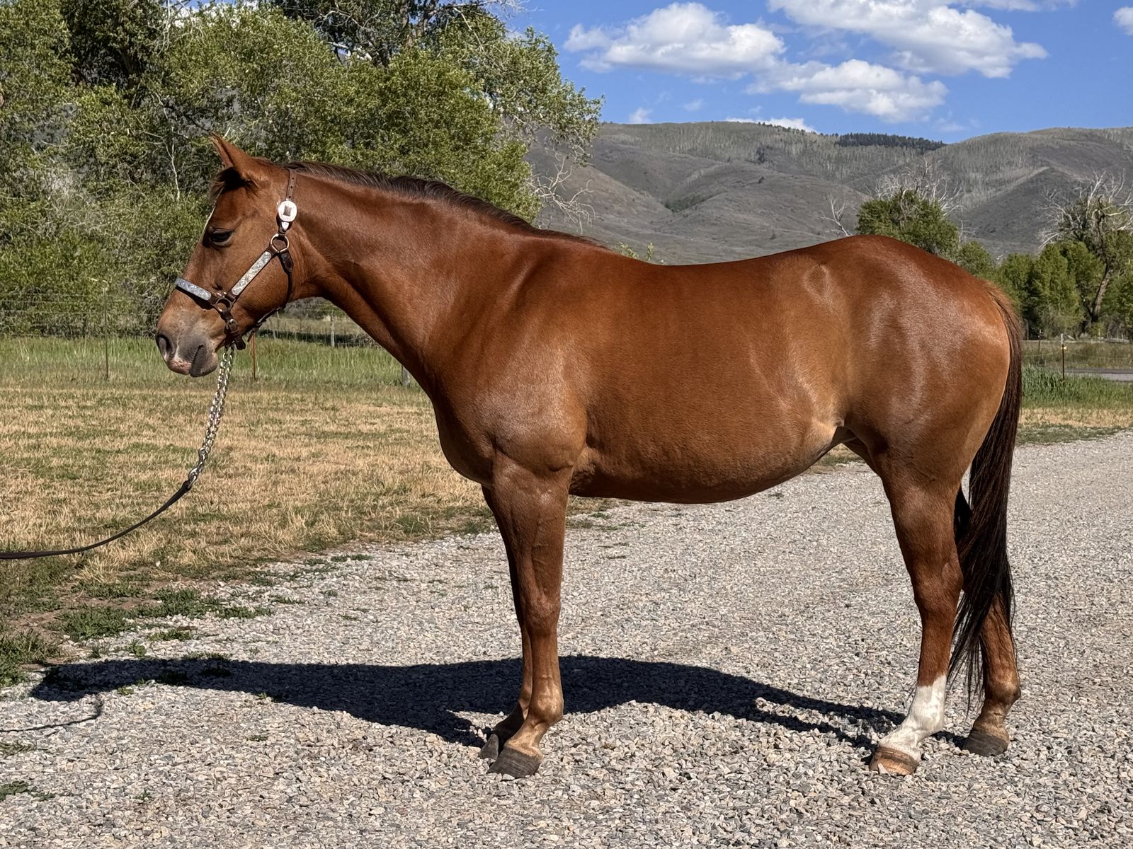 8 yr old grade mare