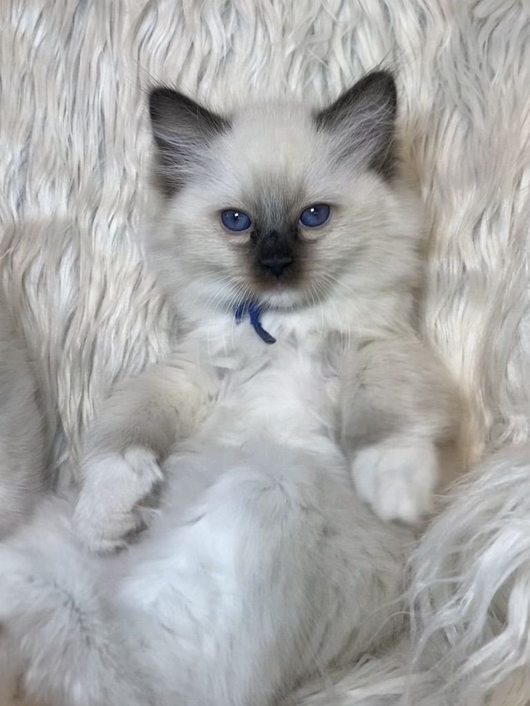 Gorgeous Purebred Papered Ragdoll Kittens