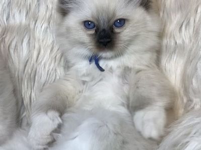 Gorgeous Purebred Papered Ragdoll Kittens