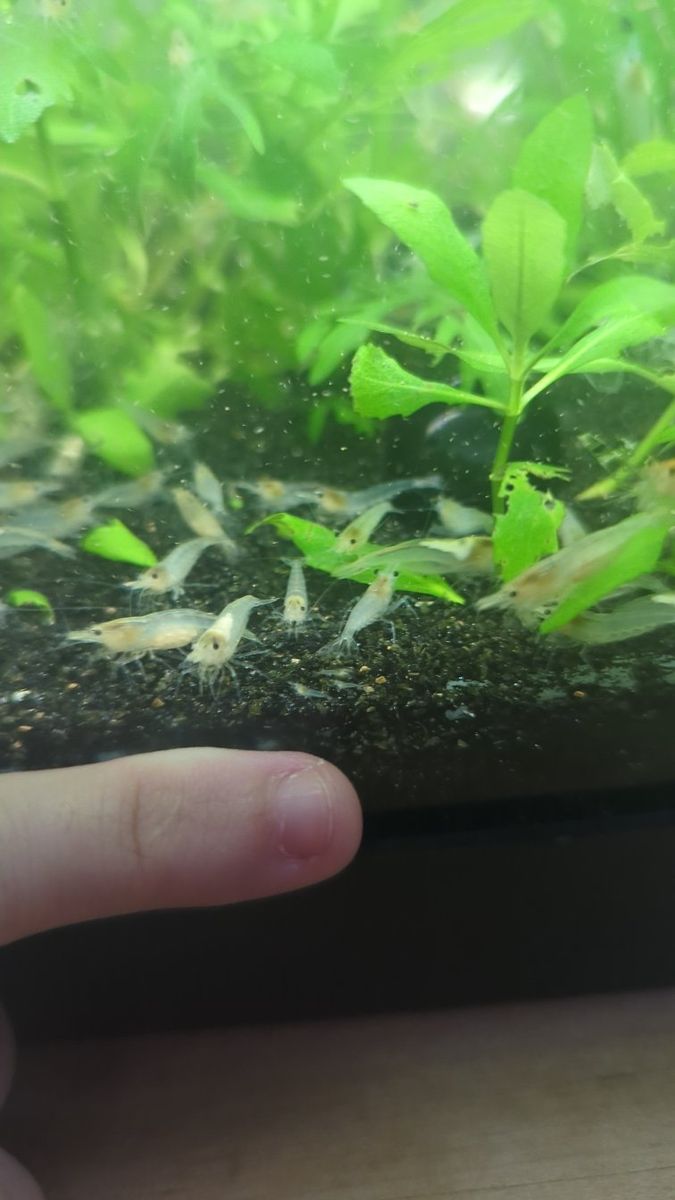 ""Snowball Shrimp" (Neocaridina zhangjiajiensis))