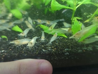 ""Snowball Shrimp" (Neocaridina zhangjiajiensis))