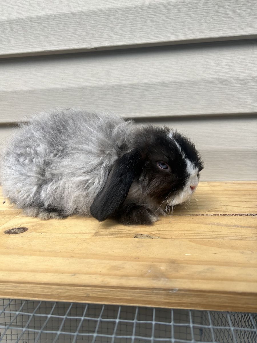 Free fuzzy Holland Lop buck! 