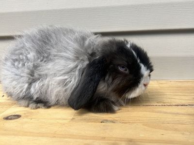 Free fuzzy Holland Lop buck!