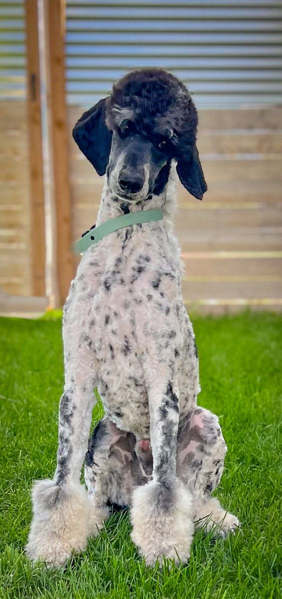 Small Standard Poodle