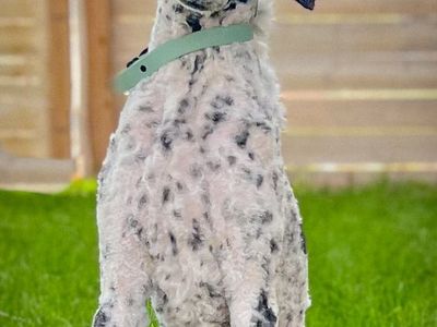 Small Standard Poodle