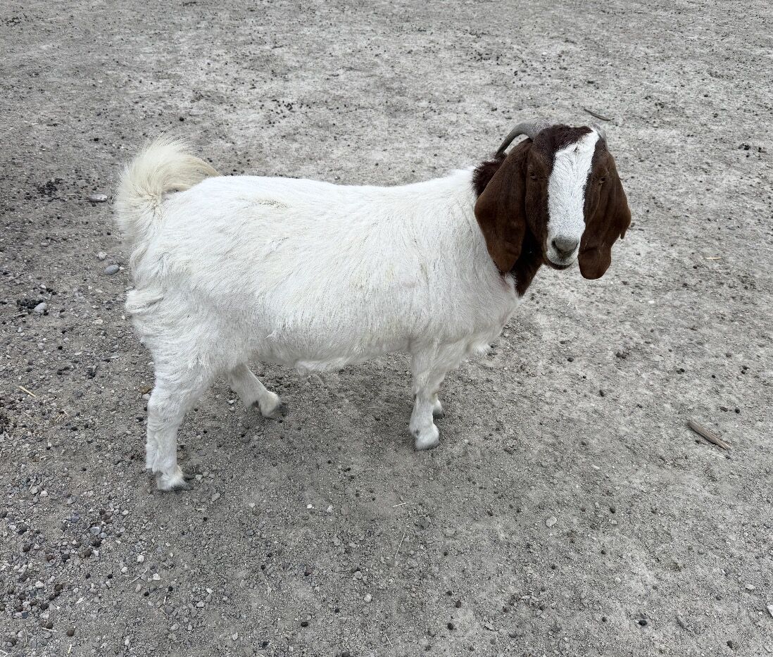 Boer Wither Goat 1 1/2 Years Old Very Friendly' 250 + LBS