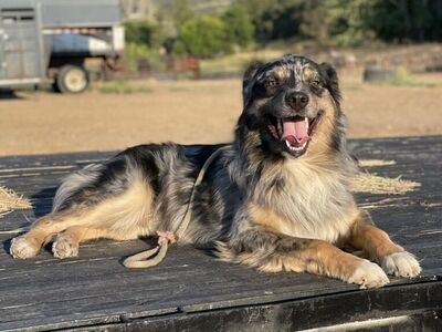 AKC/ASCA Australian Shepherd Blue Merle Stud