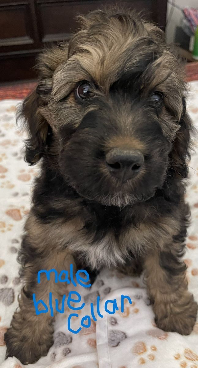 Mini Golden Aussie Doodles