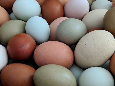 ISO fresh eggs