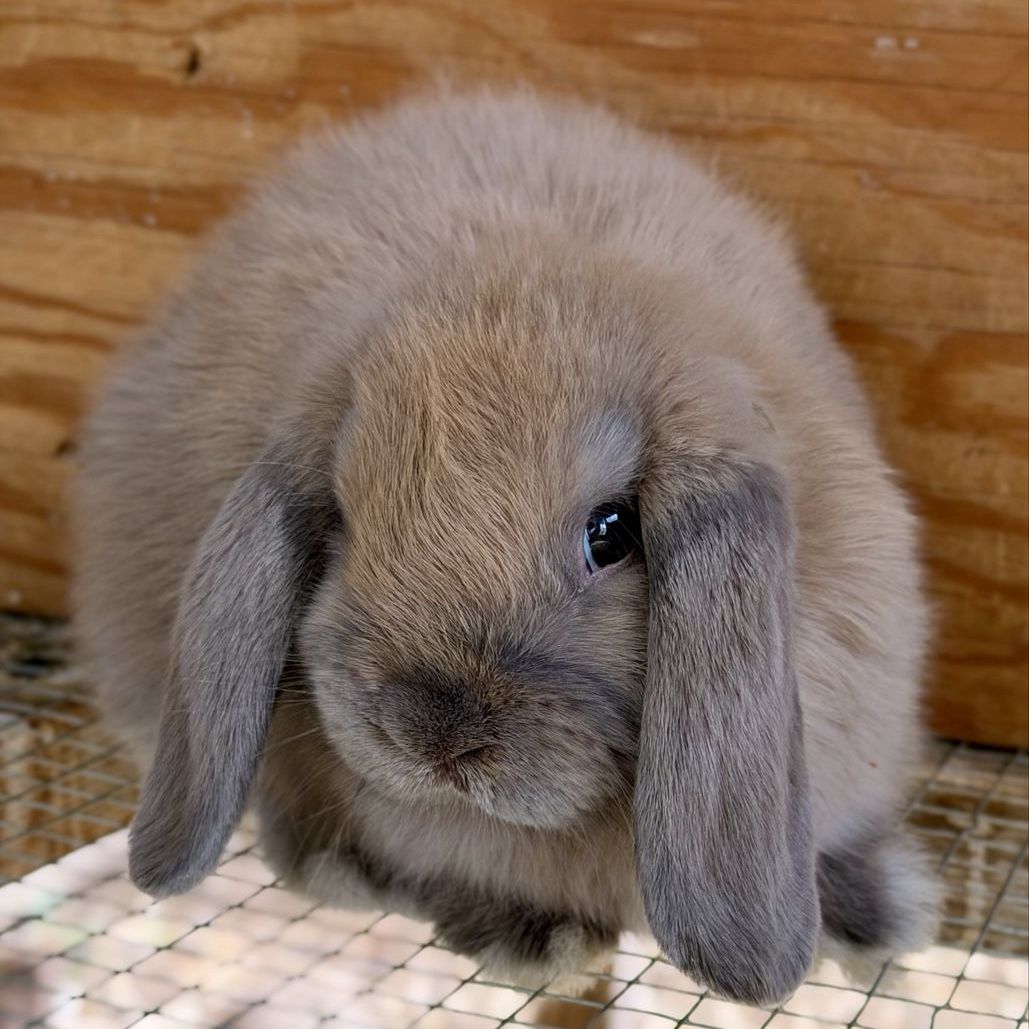 Holland Lop Buck