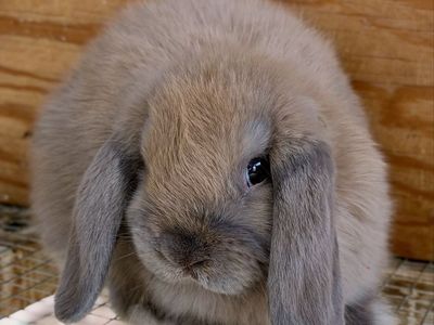 Holland Lop Buck