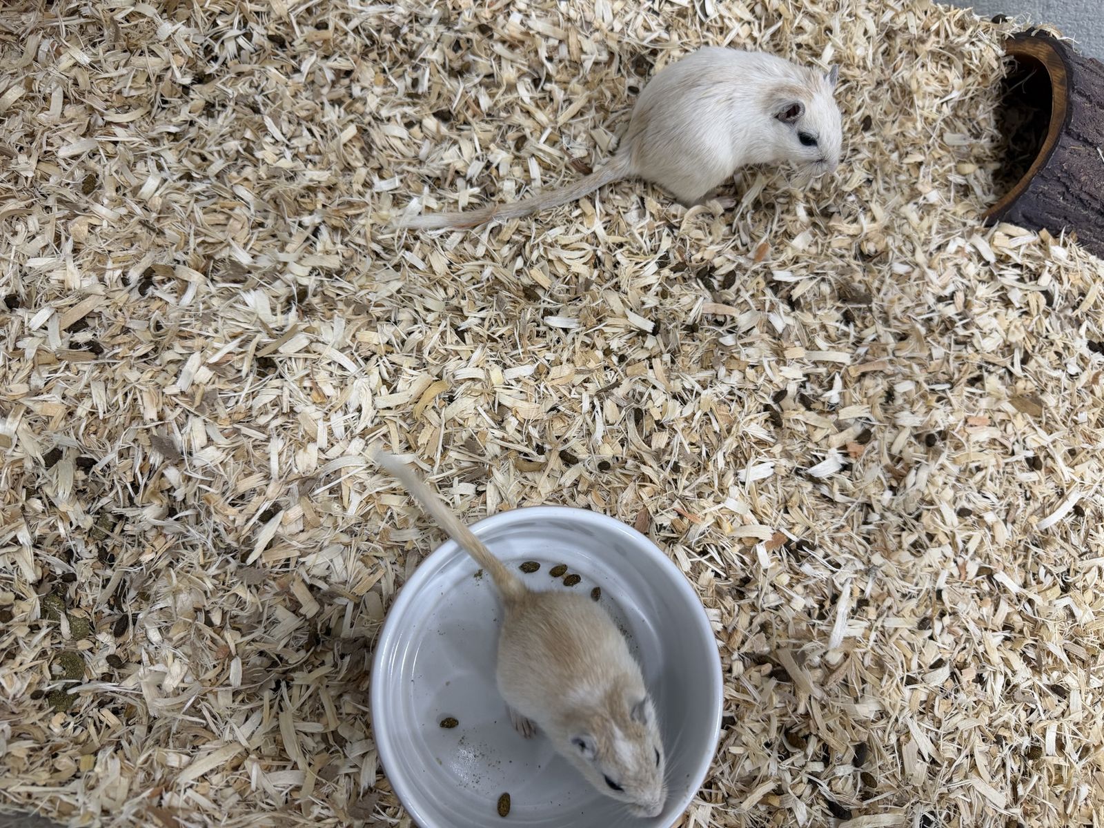Gerbils for sale