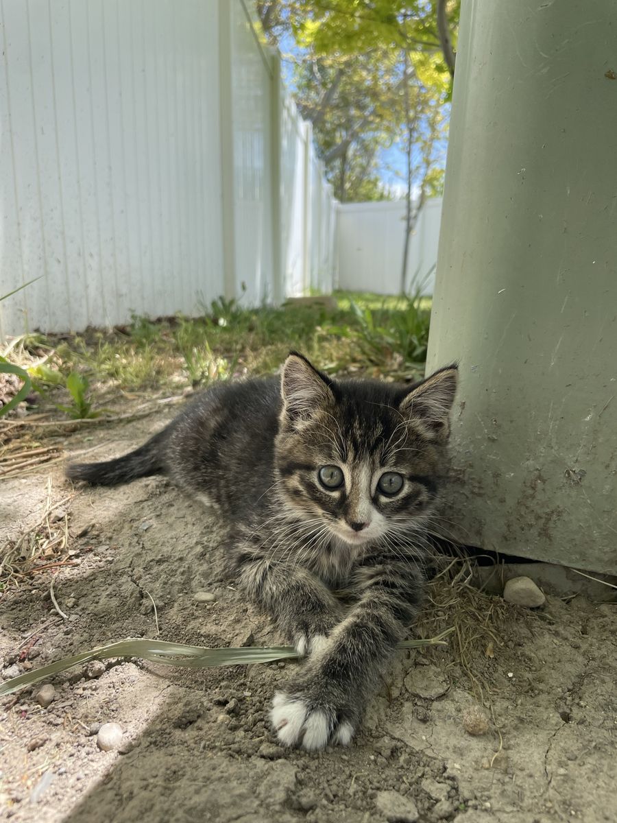 9 week old kittens