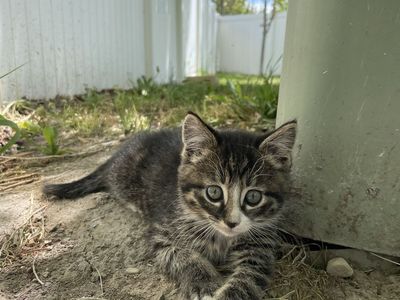 9 week old kittens