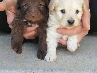Adorable Mini Australian Shepherd/Poodle Mix (Aussiedoodle) Puppies - Ready for Loving Homes!