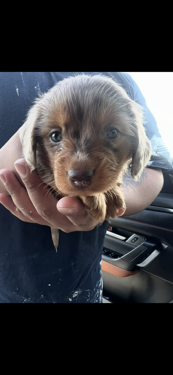 Long haired daschund