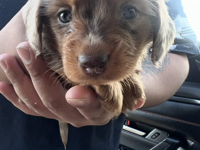 Long haired daschund