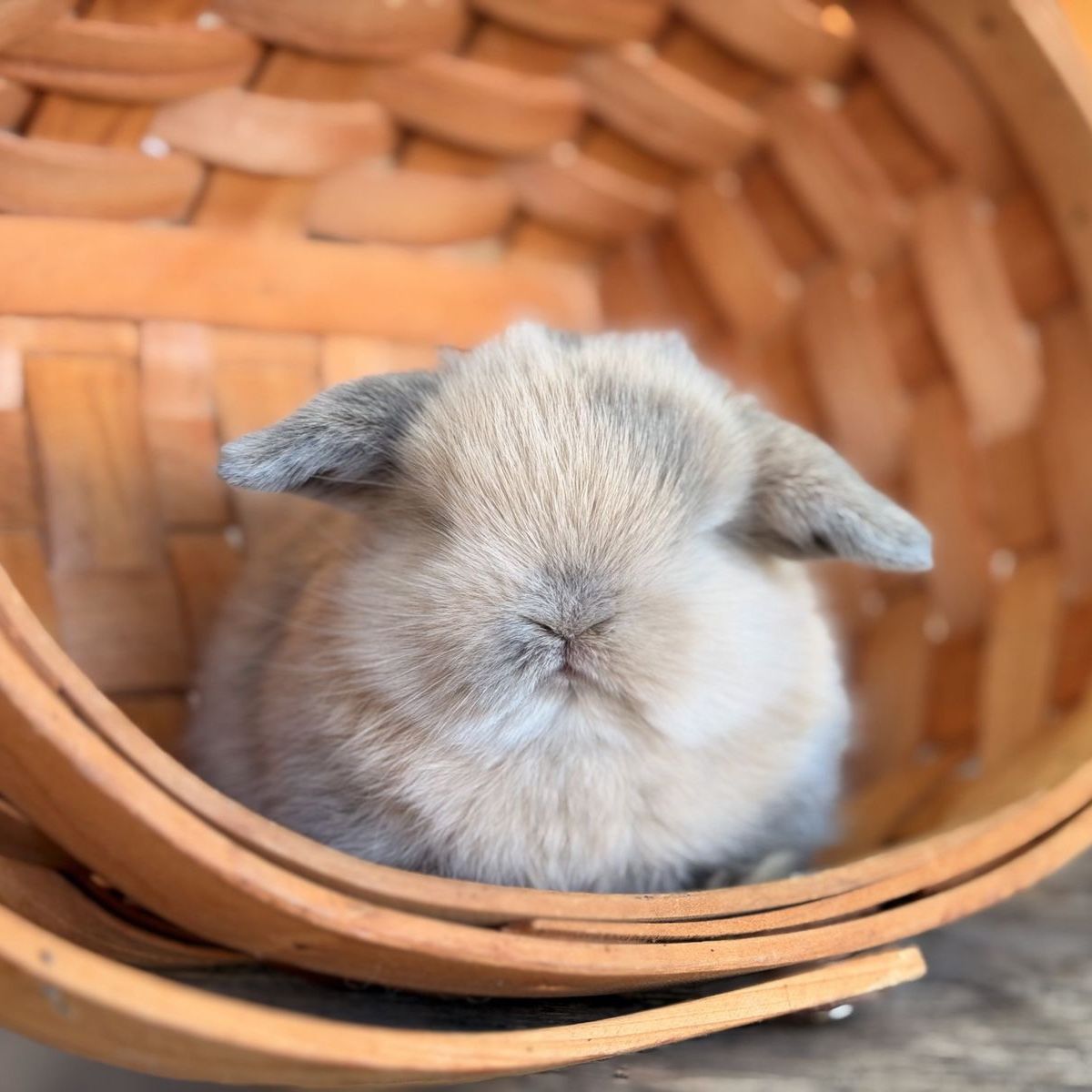 Adorable purebred/pedigreed harlequin holland lop bunnies 
