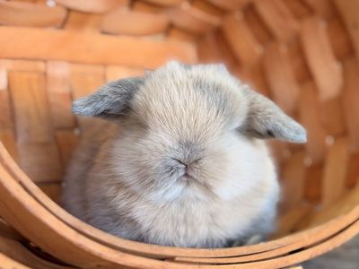 Adorable purebred/pedigreed harlequin holland lop bunnies