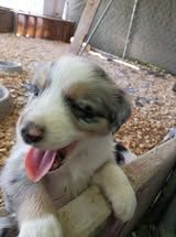 Australian Shepherd Puppies