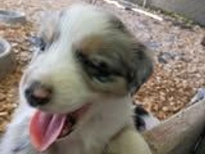 Australian Shepherd Puppies