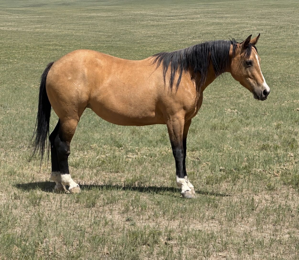 2020 AQHA Mare, By Tinker With Guns