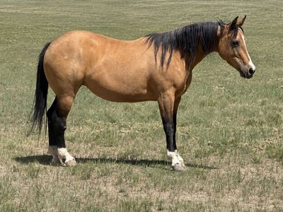 2020 AQHA Mare, By Tinker With Guns