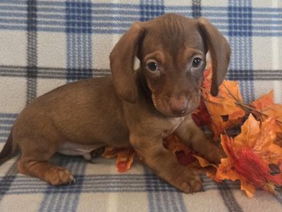 Super Cute Dachshund Puppies!