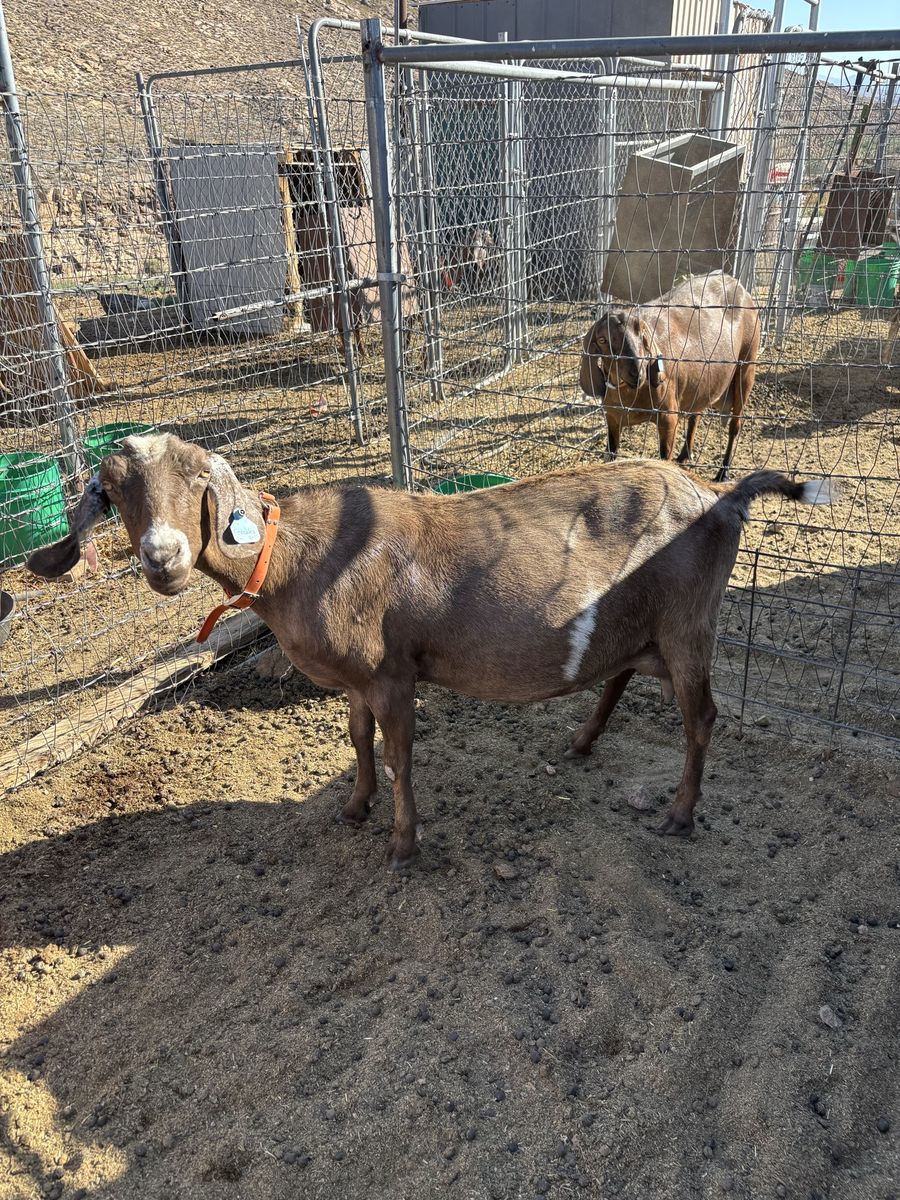Mini Nubian Milk Goat