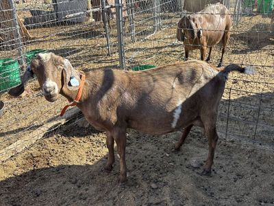 Mini Nubian Milk Goat