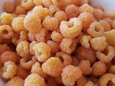 Golden raspberry root starts. No cane.