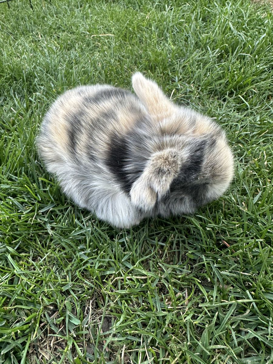Purebred Holland Lop buck