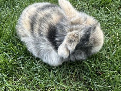 Purebred Holland Lop buck