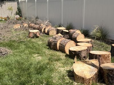 Free wood