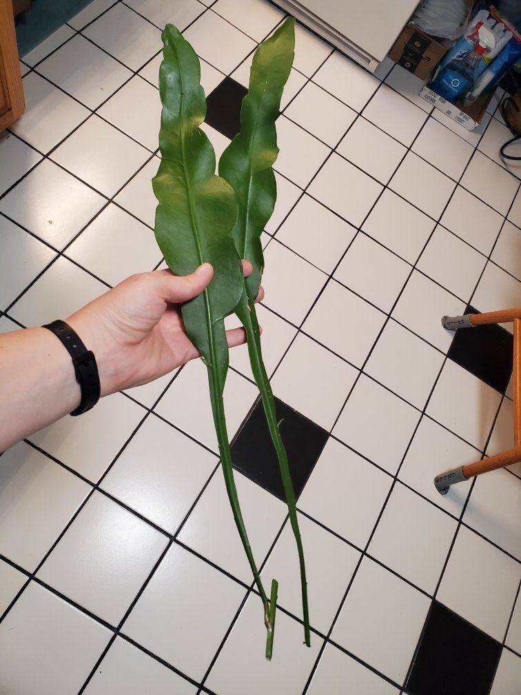 Night Blooming Cereus cuttings (unrooted)