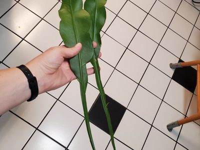 Night Blooming Cereus cuttings (unrooted)