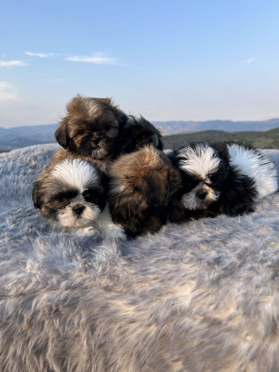 Purebred Shih Tzu puppies 