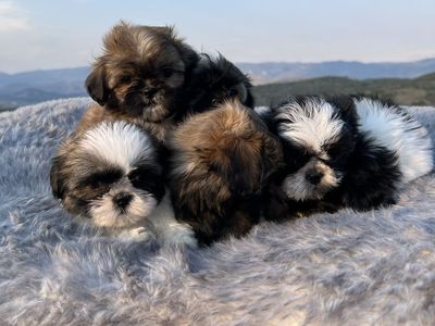 Purebred Shih Tzu puppies