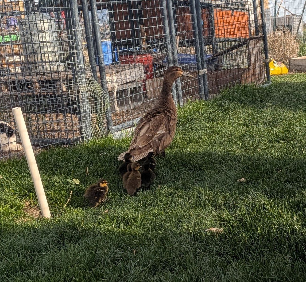 Narragansett Turkey Poults / Ducklings