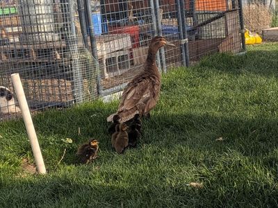 Narragansett Turkey Poults / Ducklings