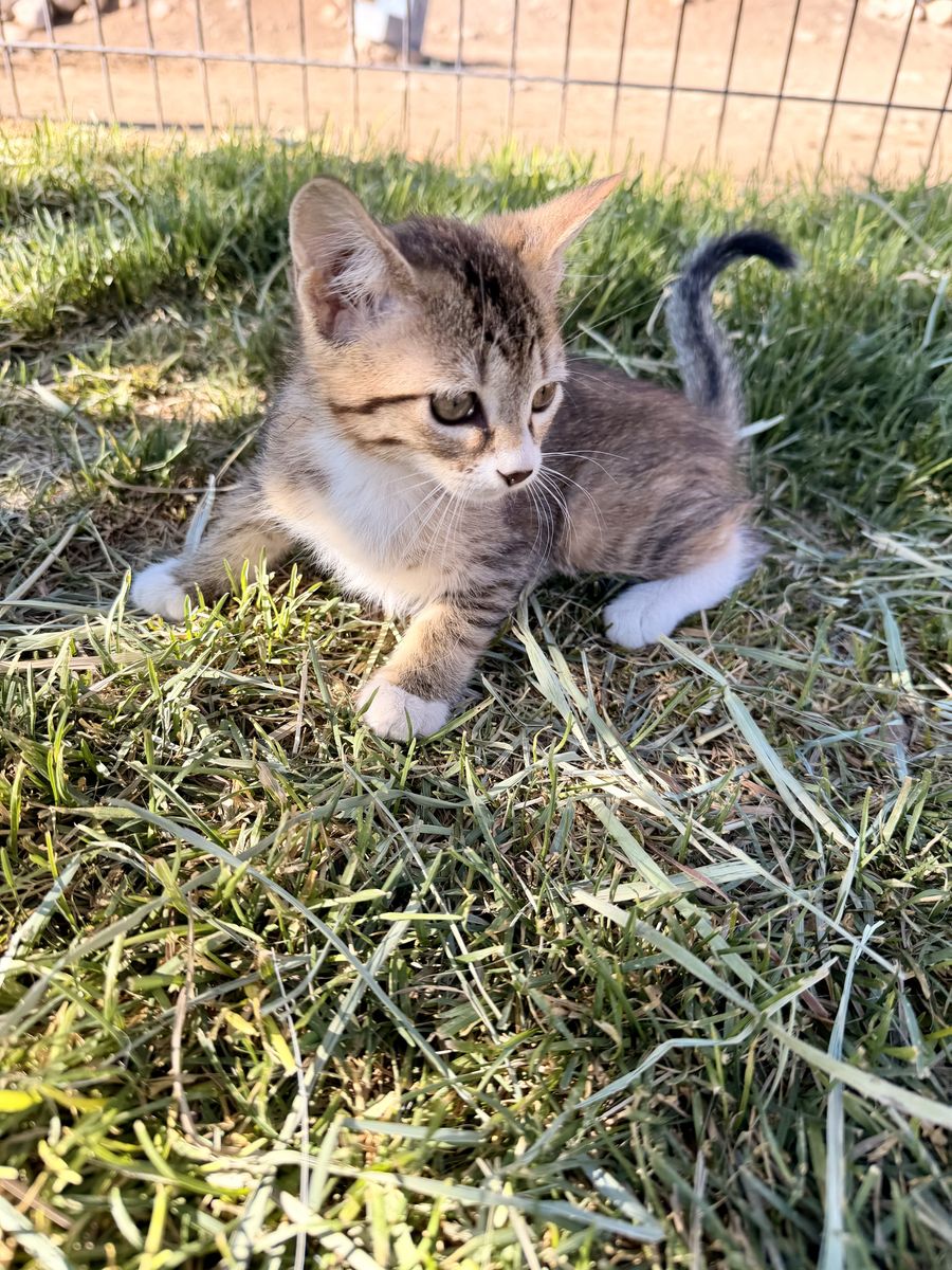 Baby kitten - Litter trained, mouser, sweet heart