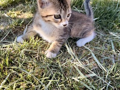 Baby kitten - Litter trained, mouser, sweet heart