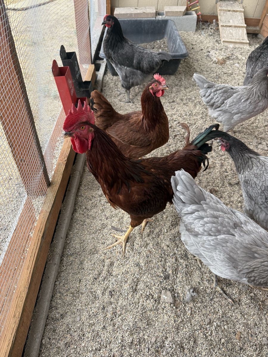 FREE Rooster