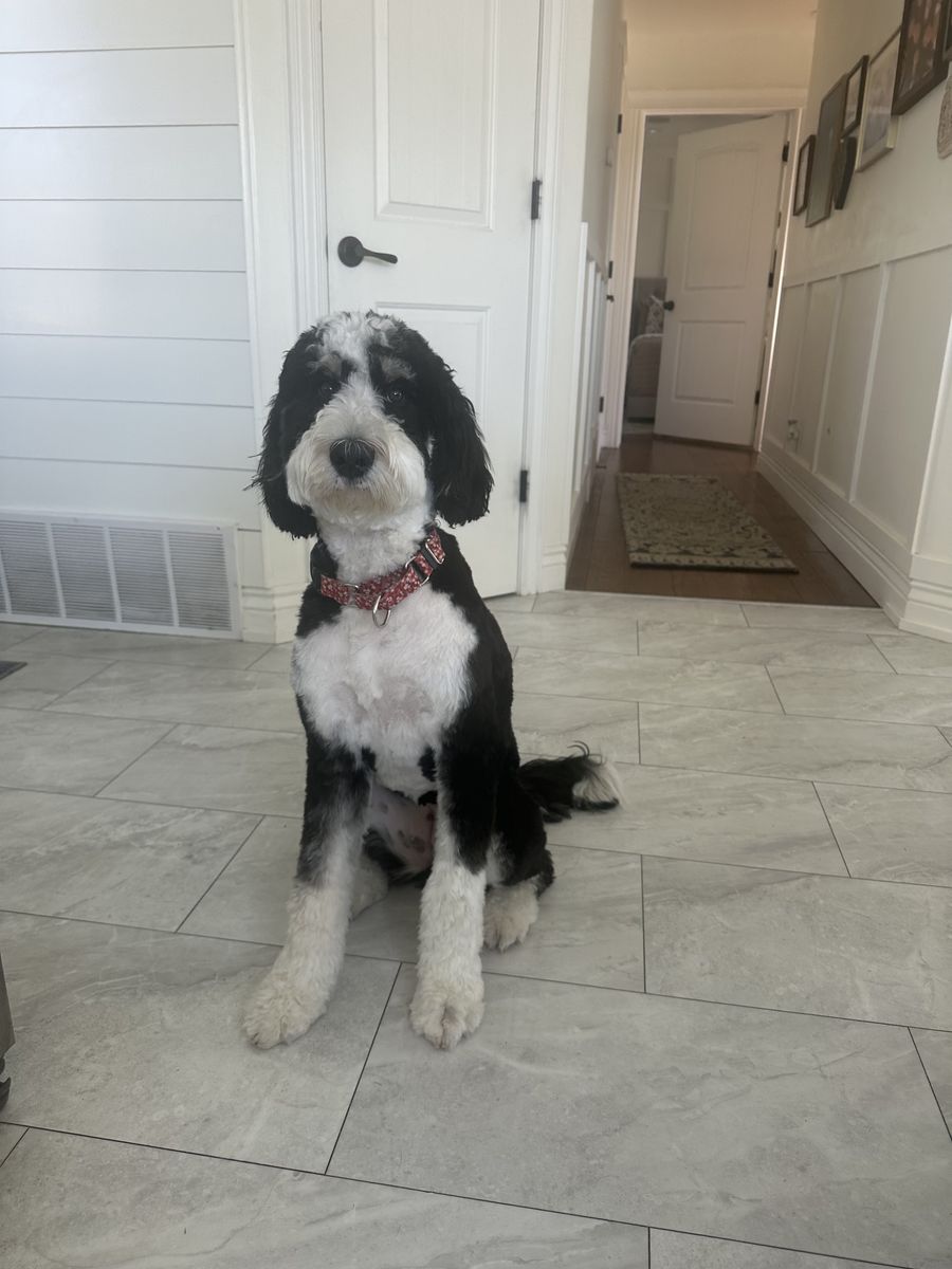 Bernedoodle